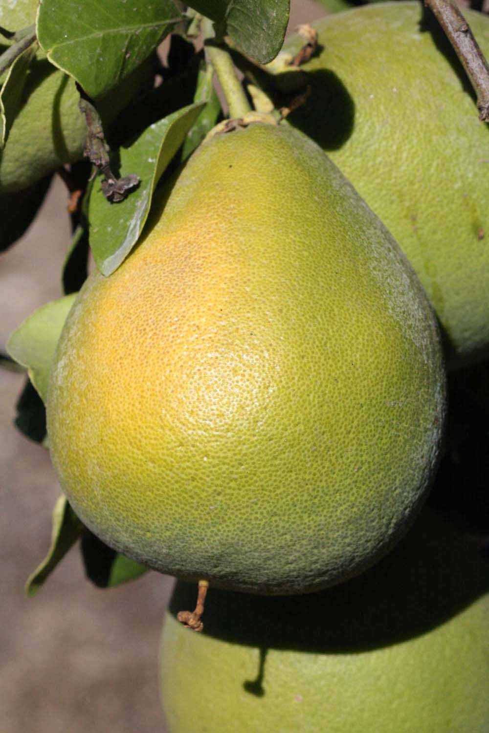            Fruit (Riverside, CA)   